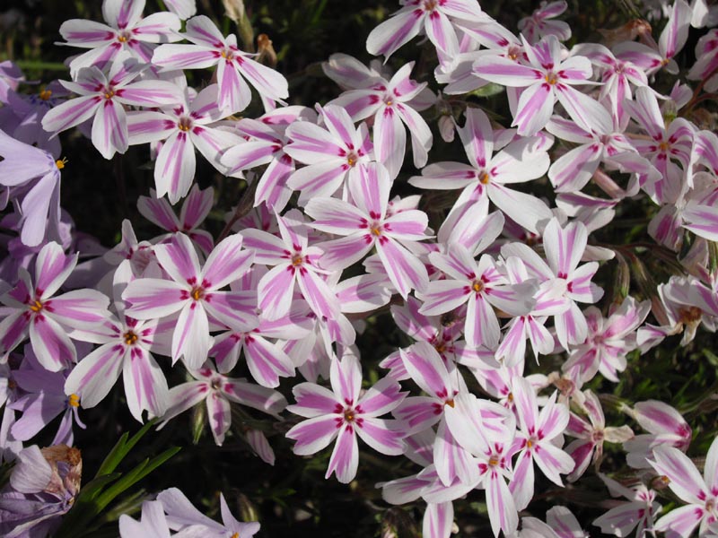 Phlox subulata 'Candy stripes' photo